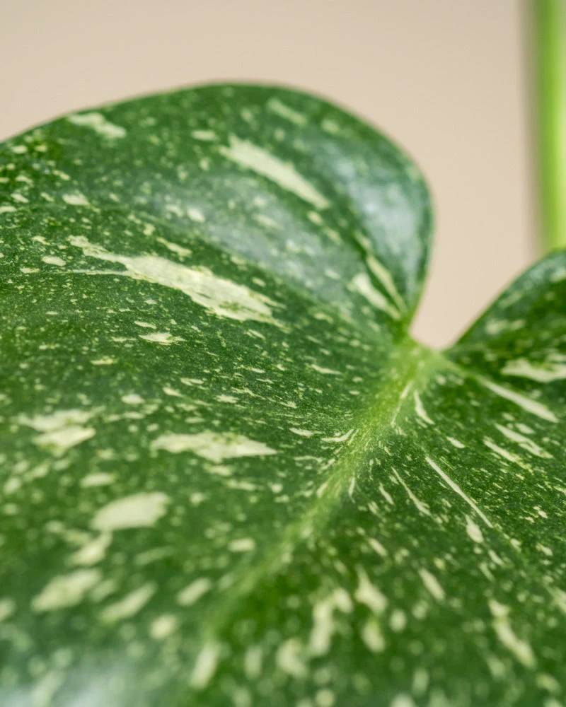 Monstera 'Thai Constellation' • feey - Image 10