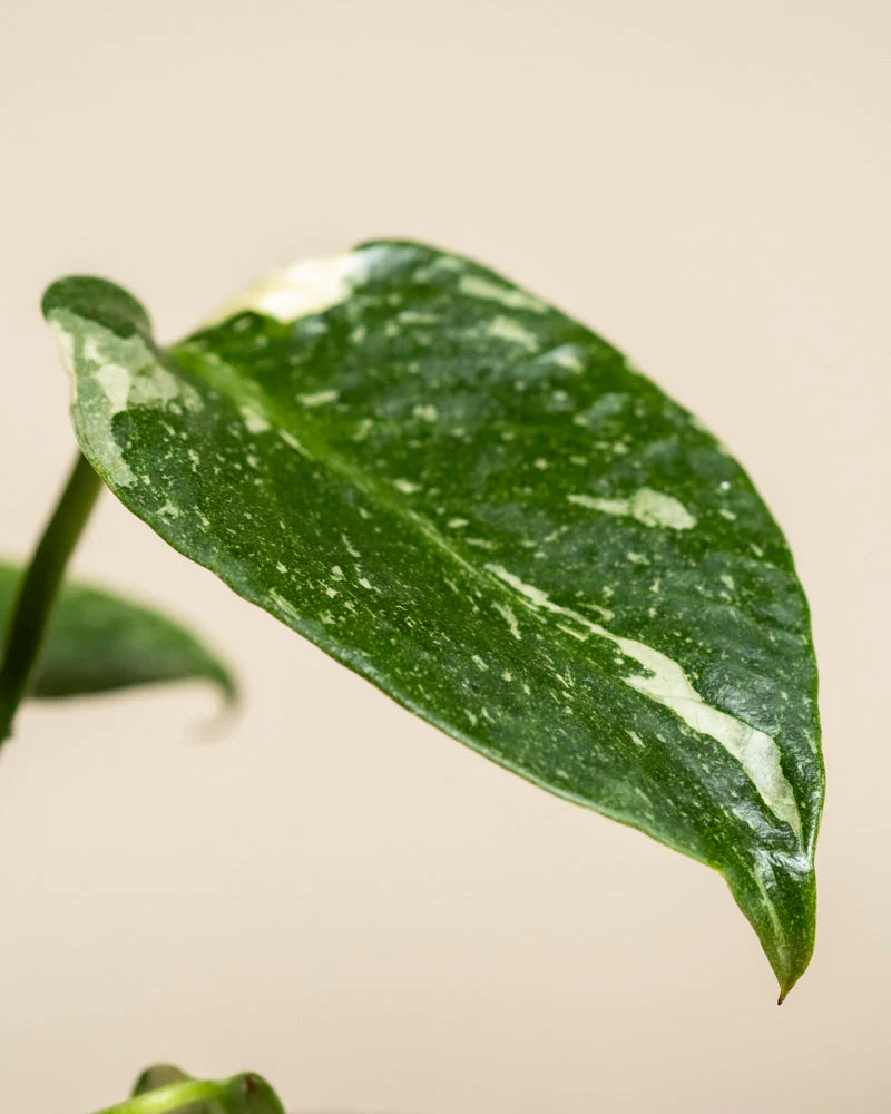 Monstera 'Thai Constellation' • feey - Image 11