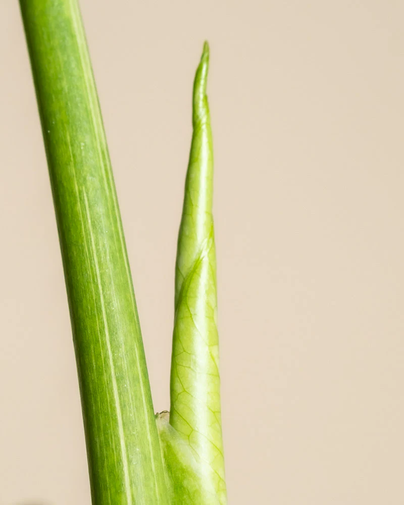 Monstera 'Thai Constellation' • feey - Image 12