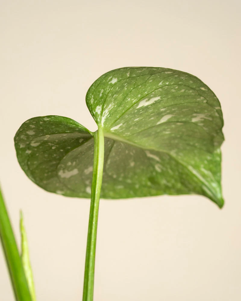 Monstera 'Thai Constellation' • feey - Image 13