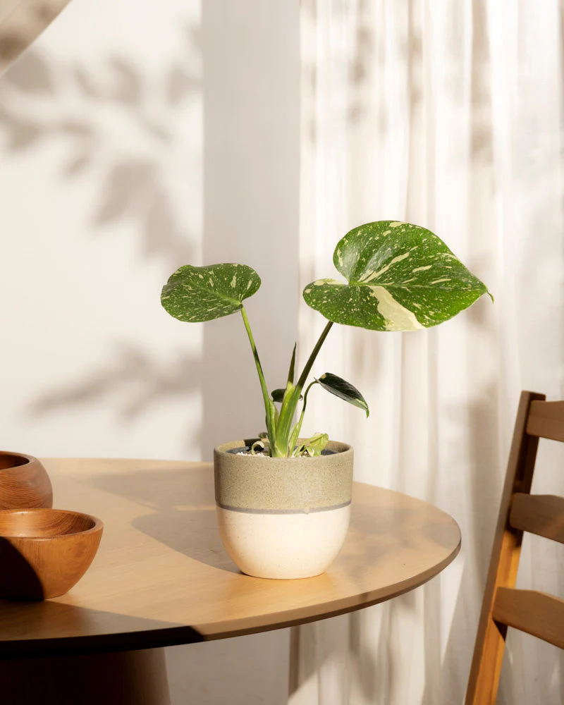 Monstera 'Thai Constellation' • feey - Image 14
