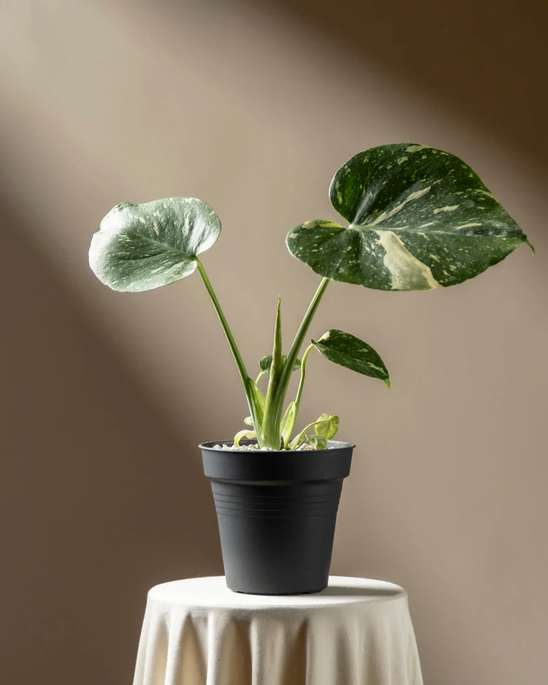 Monstera 'Thai Constellation' • feey - Image 3