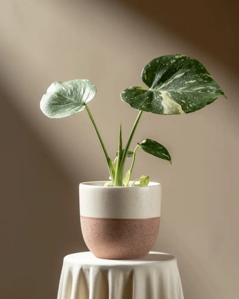 Monstera 'Thai Constellation' • feey - Image 5