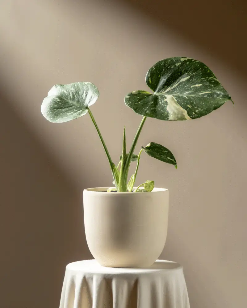 Monstera 'Thai Constellation' • feey - Image 6