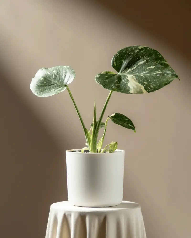 Monstera 'Thai Constellation' • feey - Image 7
