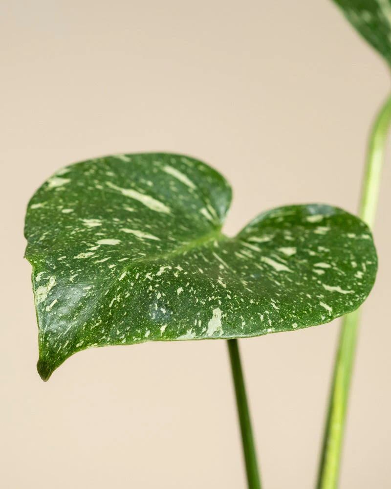 Monstera 'Thai Constellation' • feey - Image 9