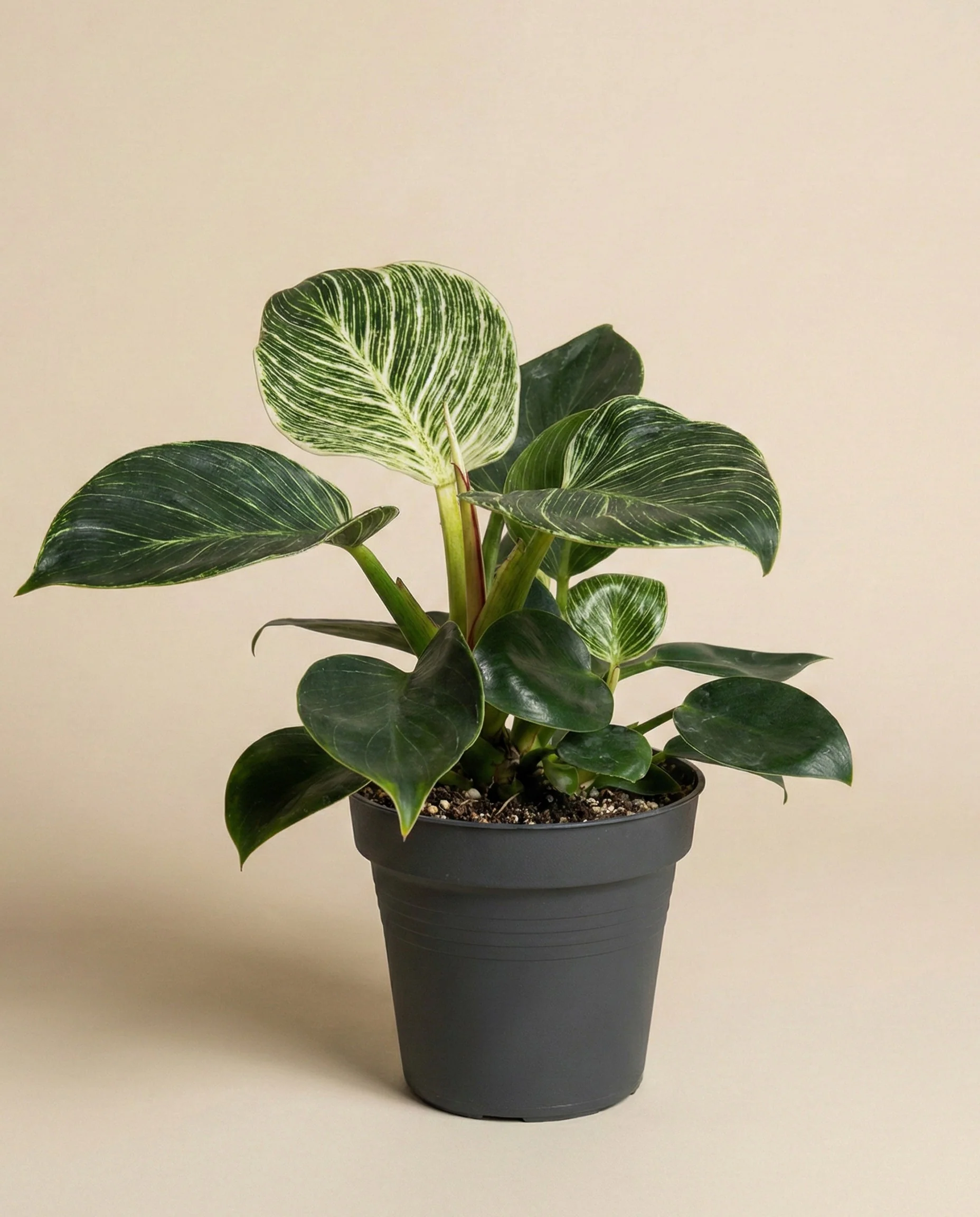 Philodendron 'Birkin' • feey - Image 3