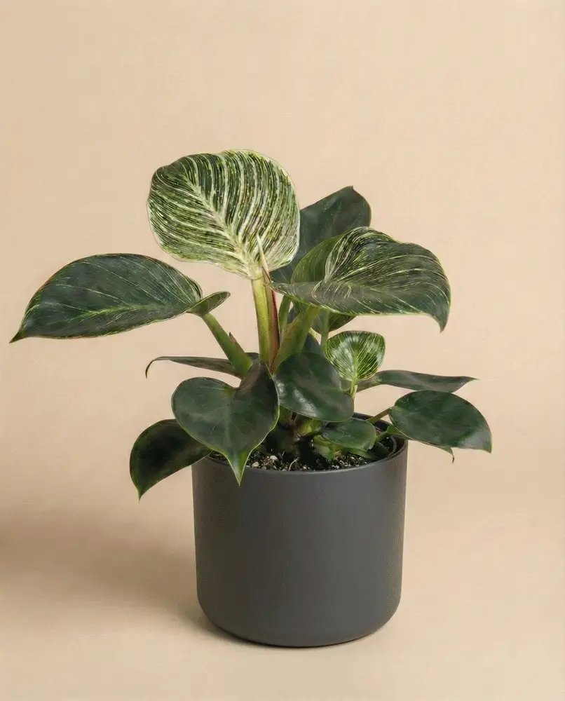 Philodendron 'Birkin' • feey - Image 7