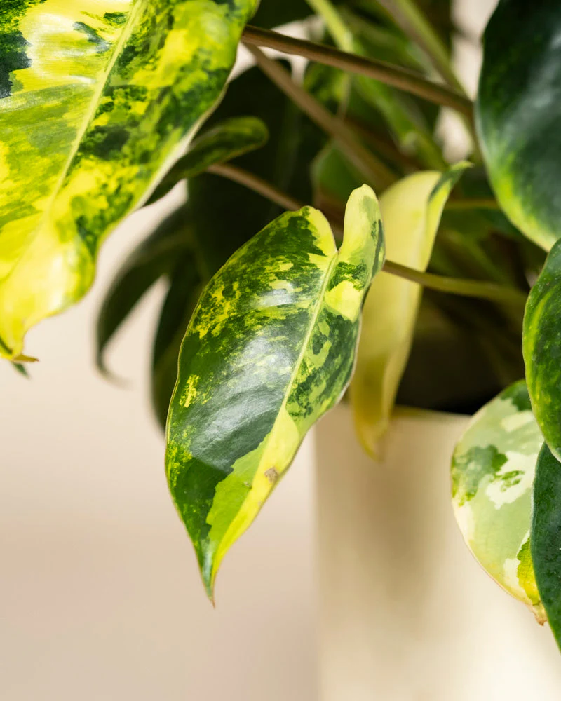 Philodendron 'Burle Marx' variegata • feey - Image 10