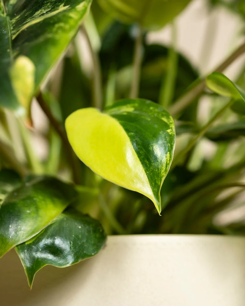 Philodendron 'Burle Marx' variegata • feey - Image 11