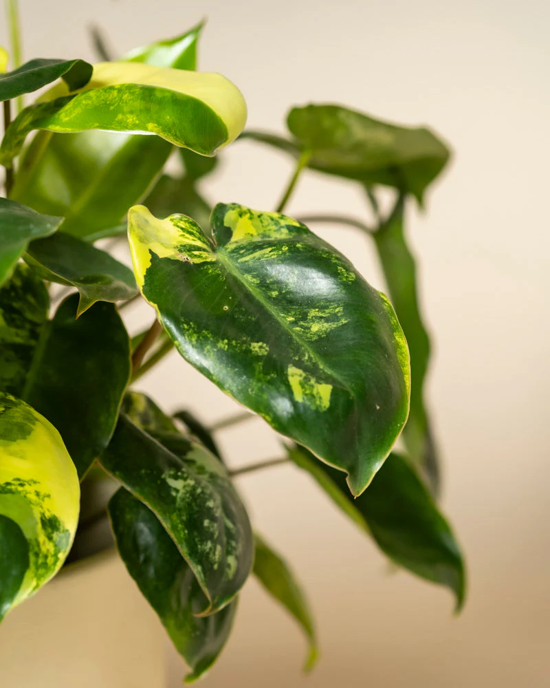 Philodendron 'Burle Marx' variegata • feey - Image 12
