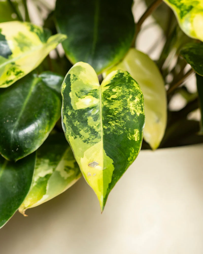 Philodendron 'Burle Marx' variegata • feey - Image 13