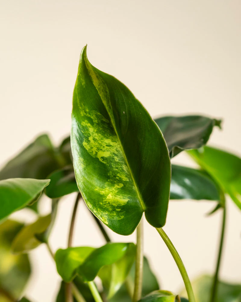 Philodendron 'Burle Marx' variegata • feey - Image 14