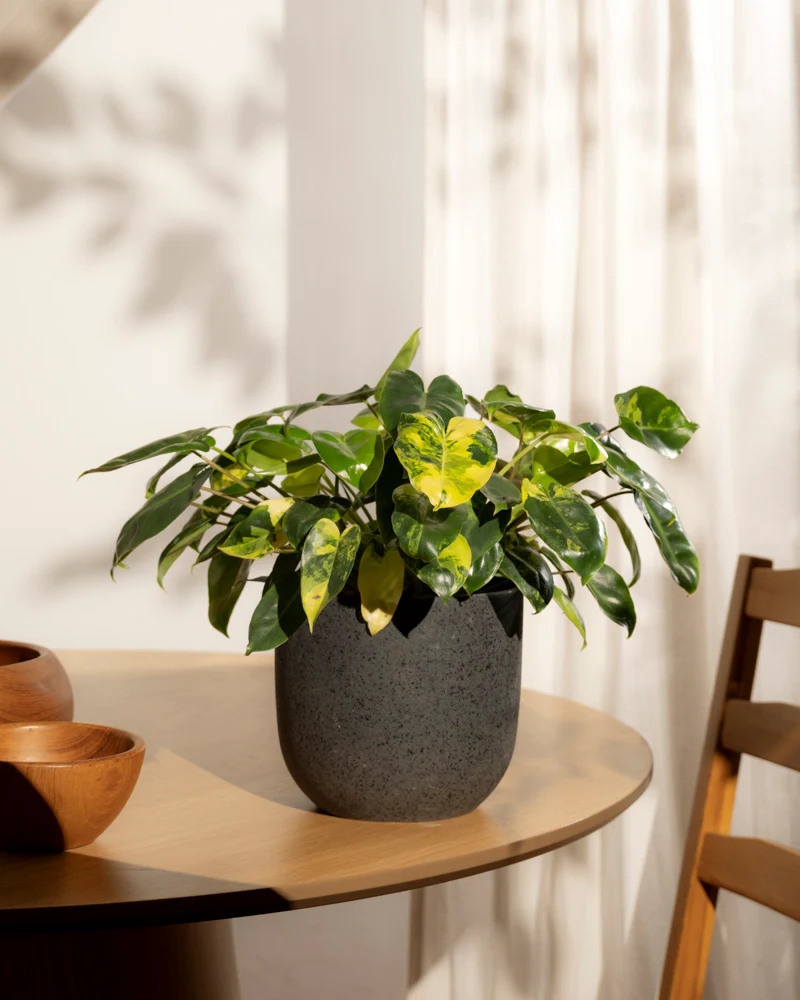 Philodendron 'Burle Marx' variegata • feey - Image 15
