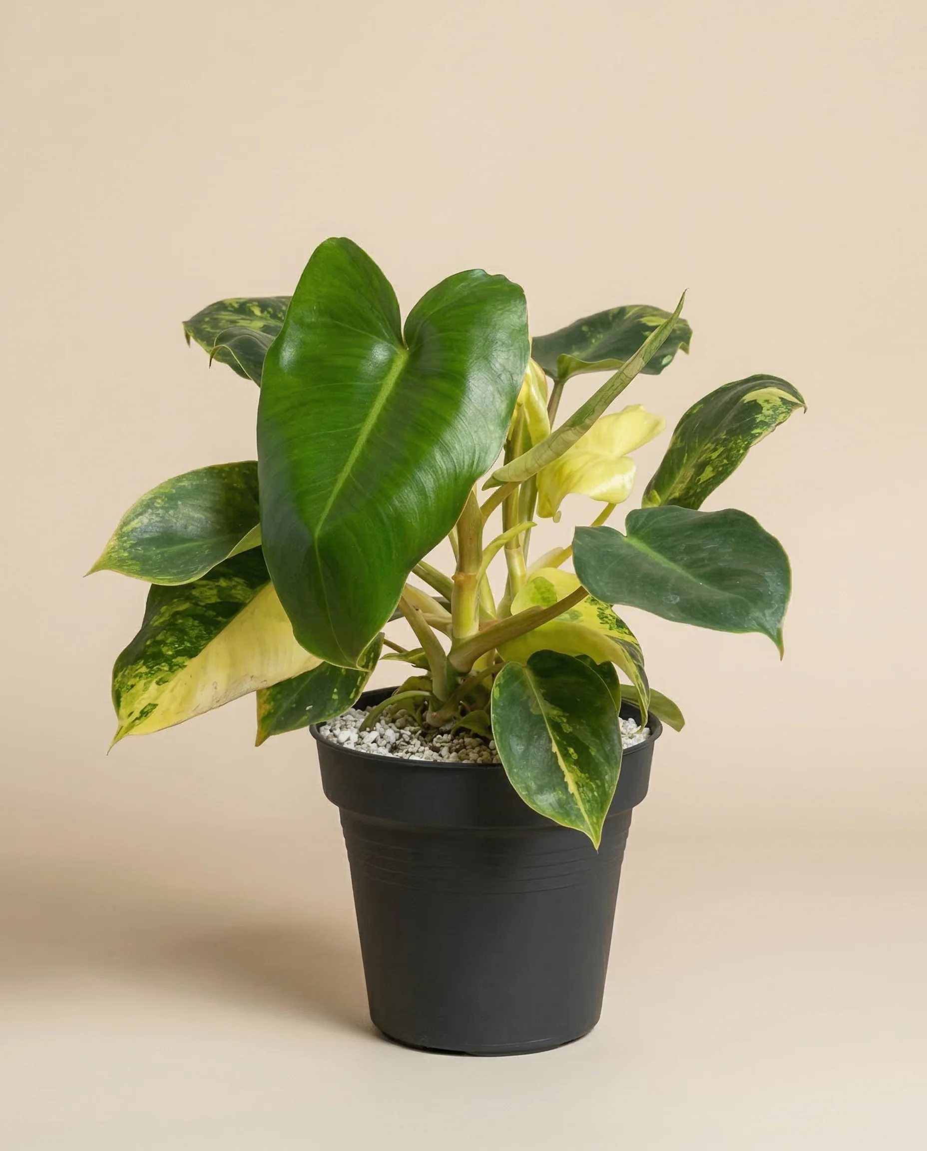 Philodendron 'Burle Marx' variegata • feey - Image 3