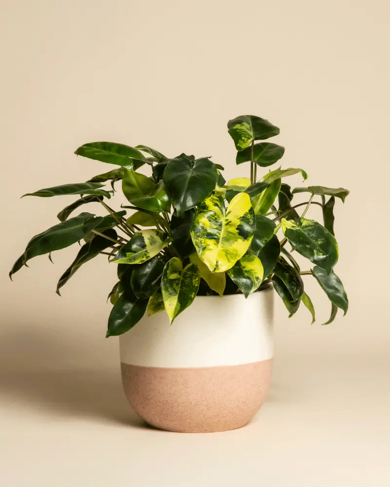 Philodendron 'Burle Marx' variegata • feey - Image 5