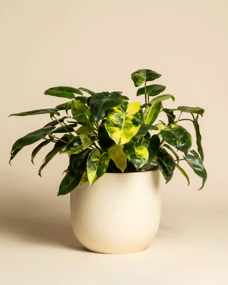 Philodendron 'Burle Marx' variegata • feey - Image 6