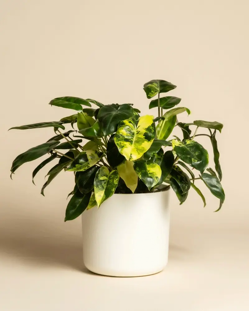 Philodendron 'Burle Marx' variegata • feey - Image 7