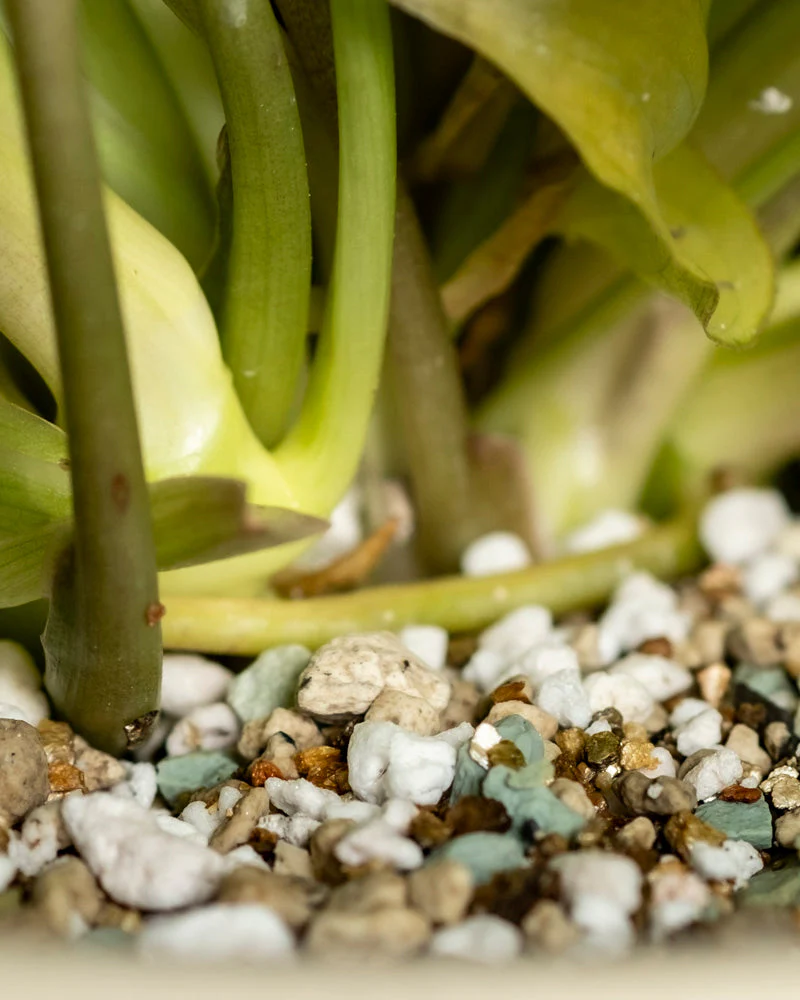 Philodendron 'Burle Marx' variegata • feey - Image 8