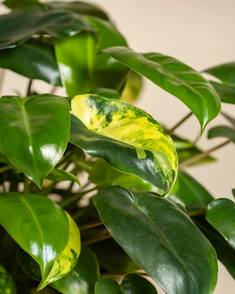 Philodendron 'Burle Marx' variegata • feey - Image 9