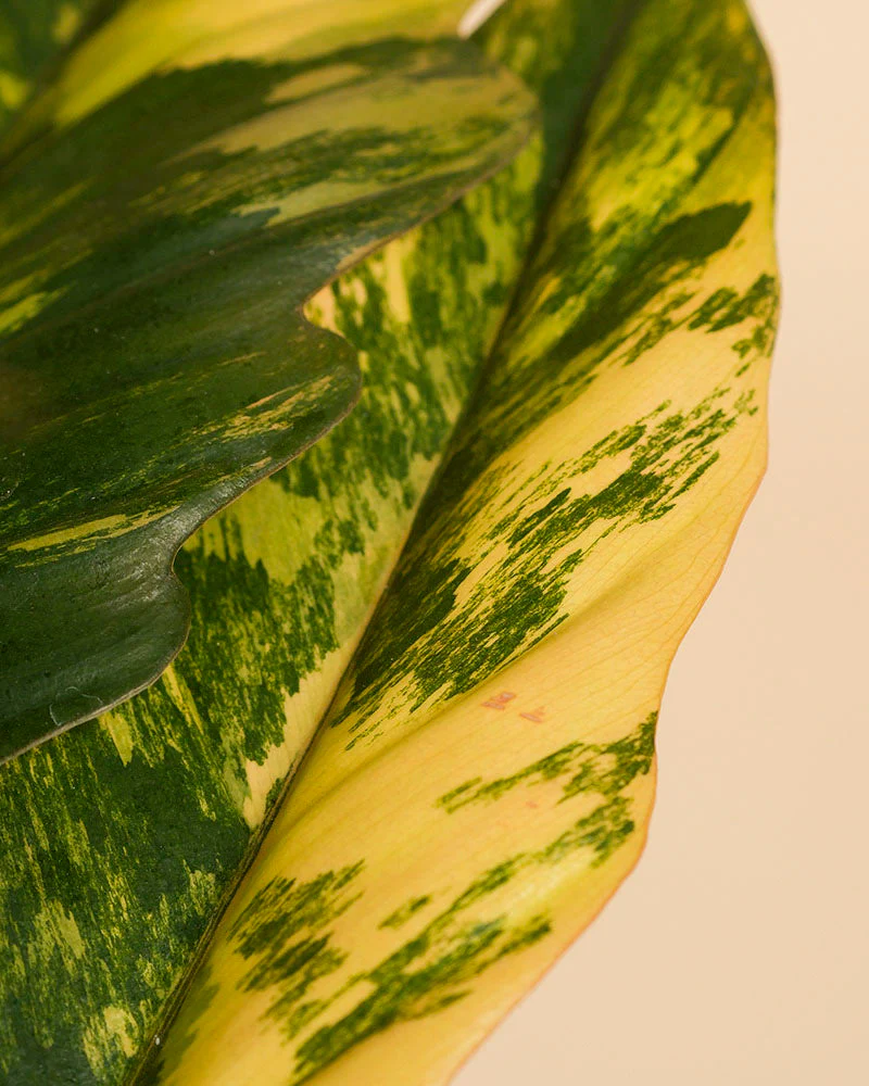 Philodendron 'Caramel Marble' • feey - Image 10