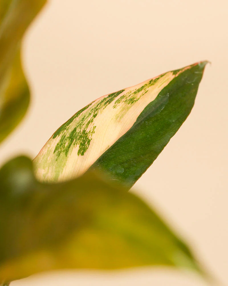 Philodendron 'Caramel Marble' • feey - Image 2