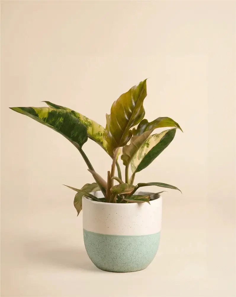 Philodendron 'Caramel Marble' • feey - Image 5