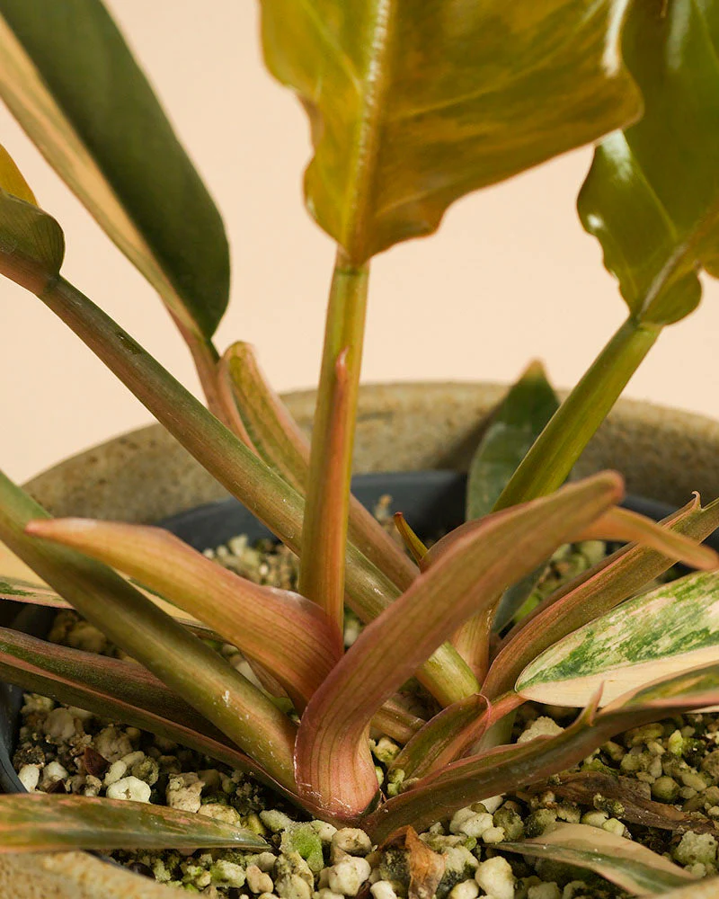 Philodendron 'Caramel Marble' • feey - Image 7