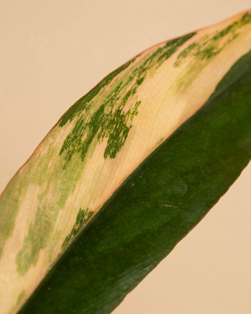 Philodendron 'Caramel Marble' • feey - Image 9