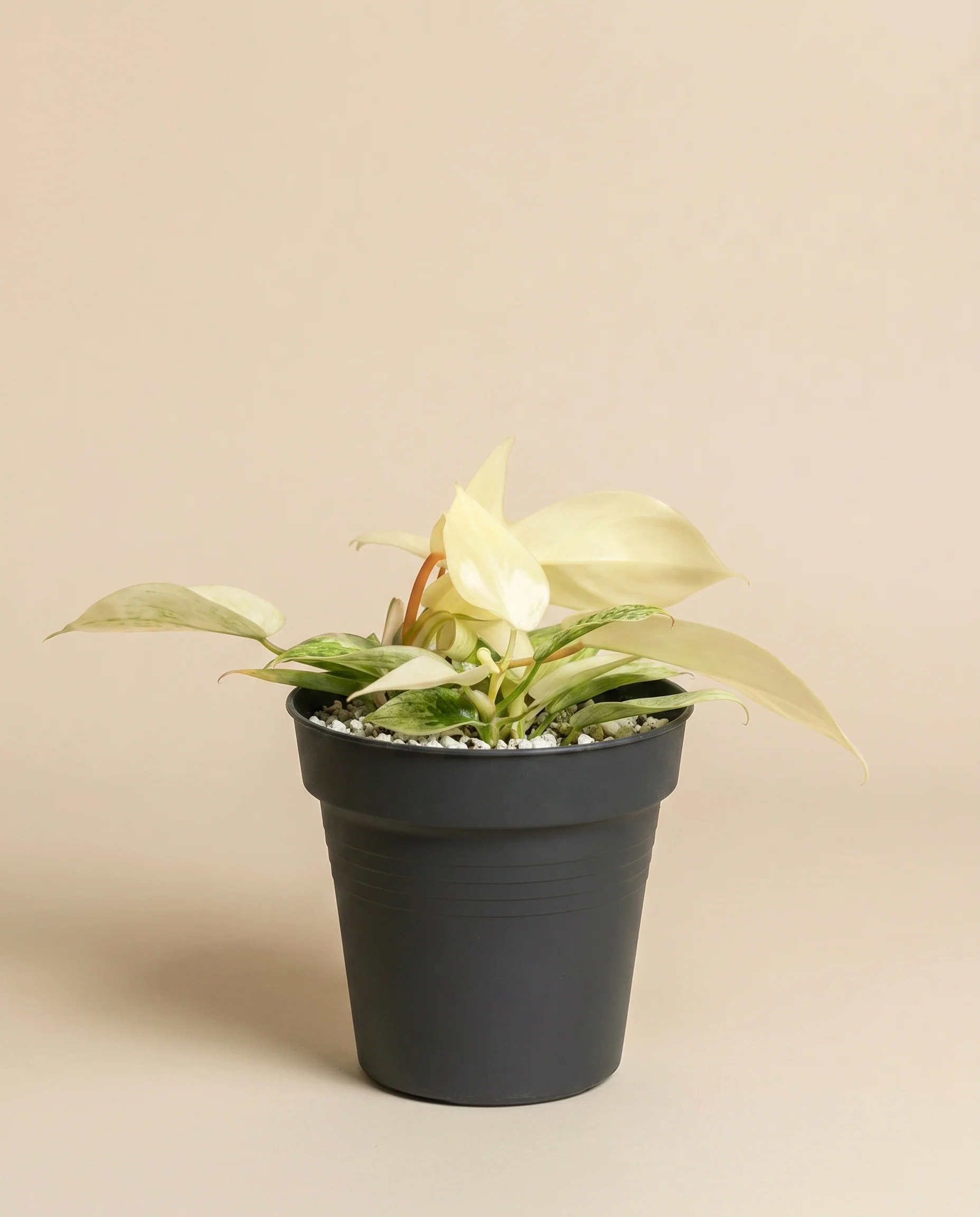 Philodendron 'Florida Ghost' • feey - Image 3