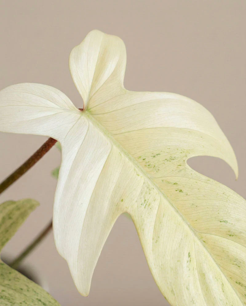 Philodendron 'Florida Ghost' • feey - Image 8