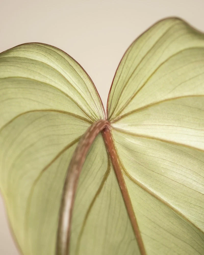 Philodendron gloriosum • feey - Image 10