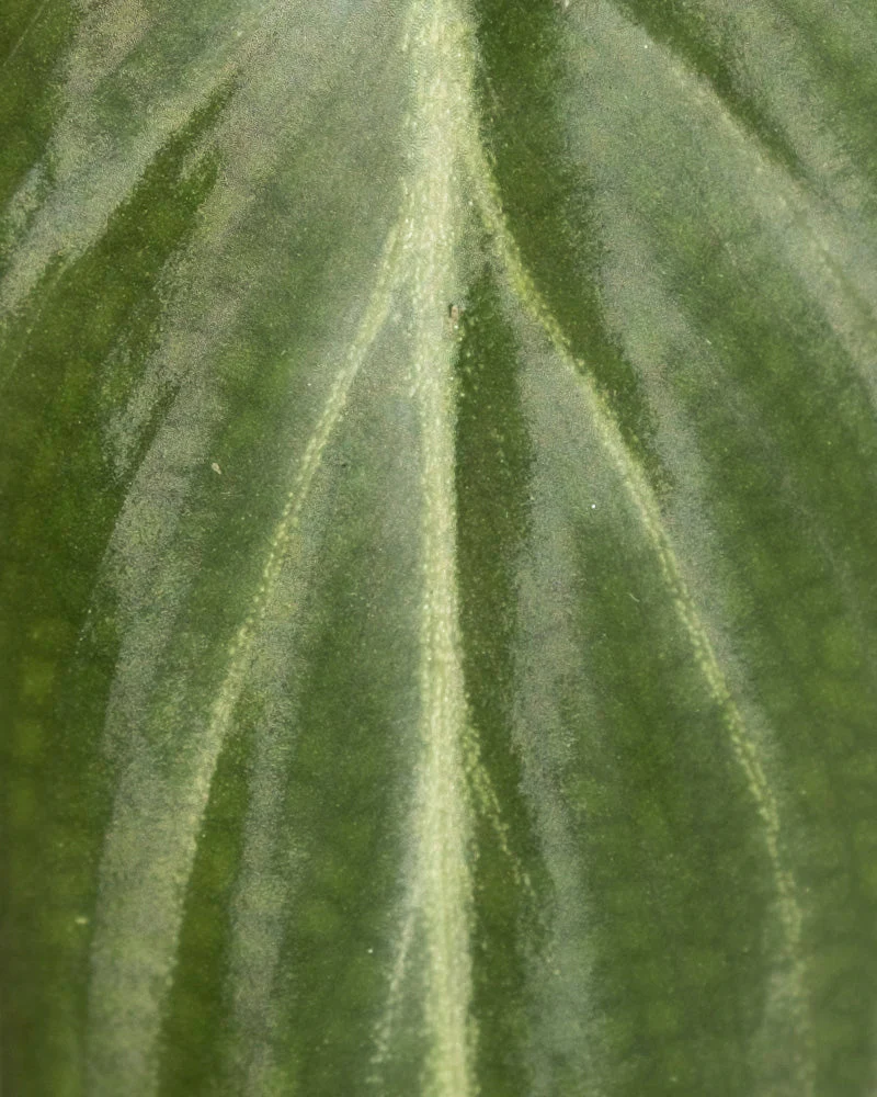 Philodendron gloriosum • feey - Image 11