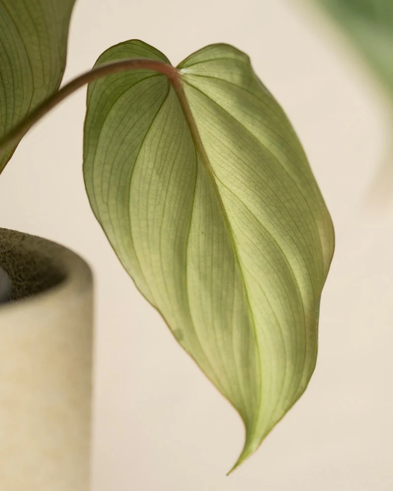 Philodendron gloriosum • feey - Image 12