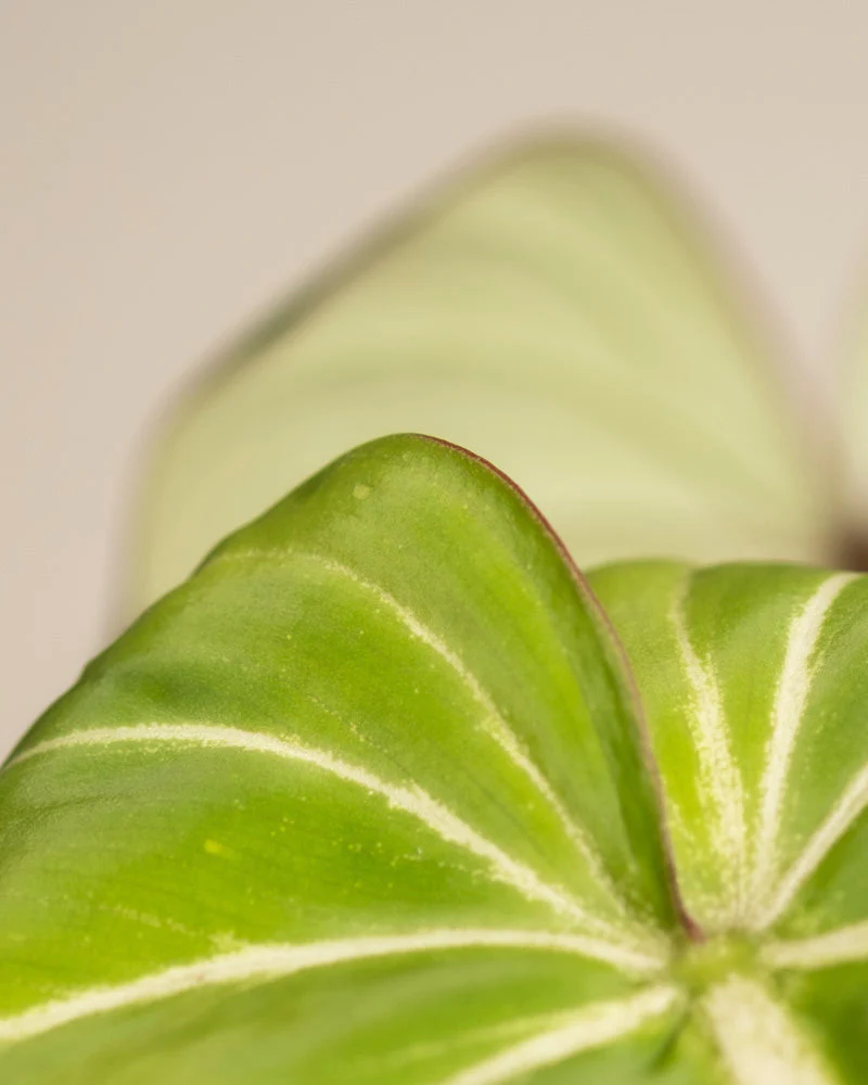Philodendron gloriosum • feey - Image 14
