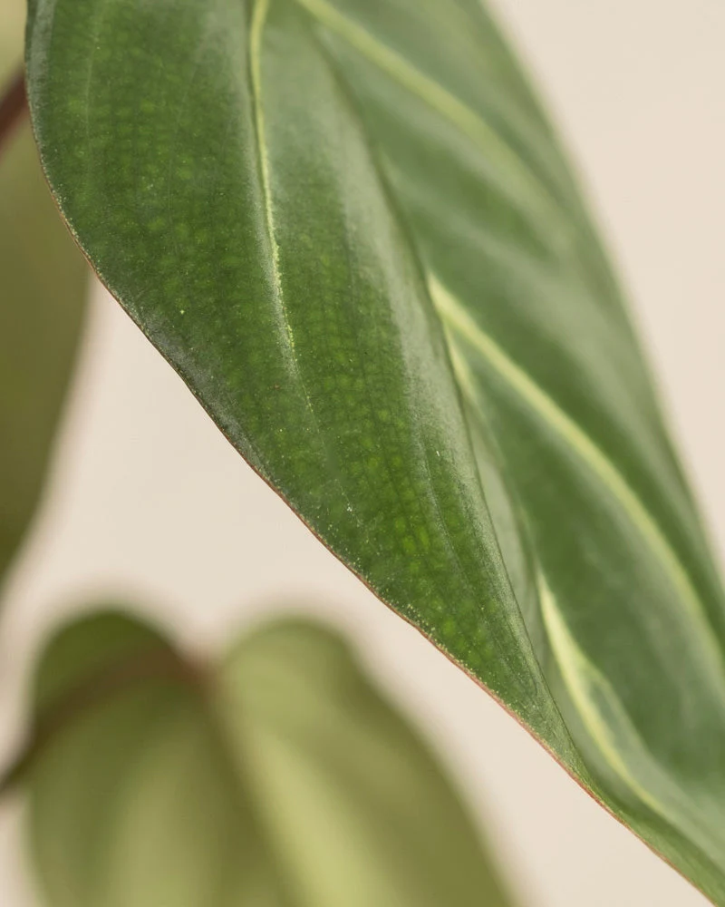 Philodendron gloriosum • feey - Image 15