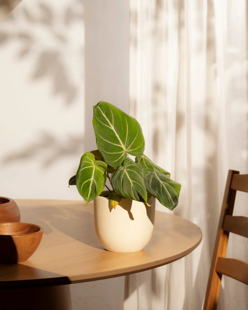 Philodendron gloriosum • feey - Image 16