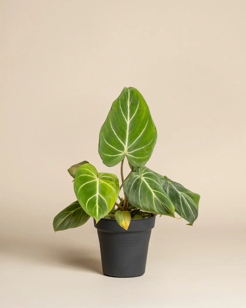 Philodendron gloriosum • feey - Image 3
