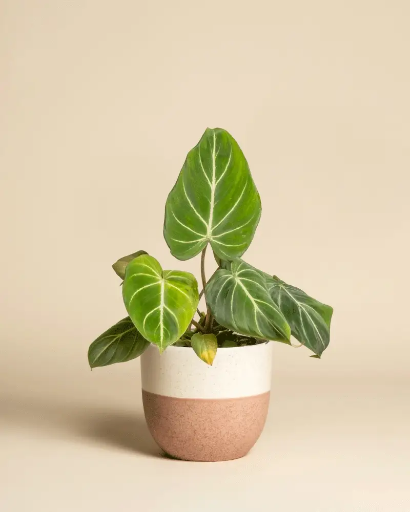 Philodendron gloriosum • feey - Image 5