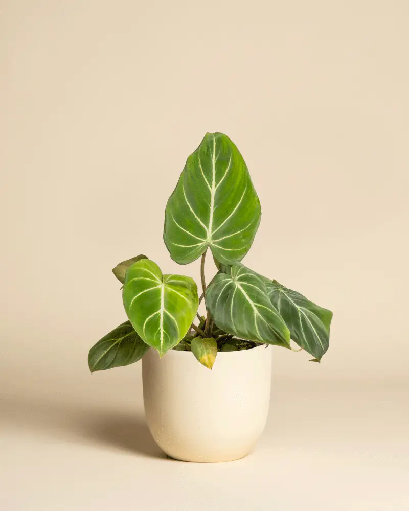 Philodendron gloriosum • feey - Image 6