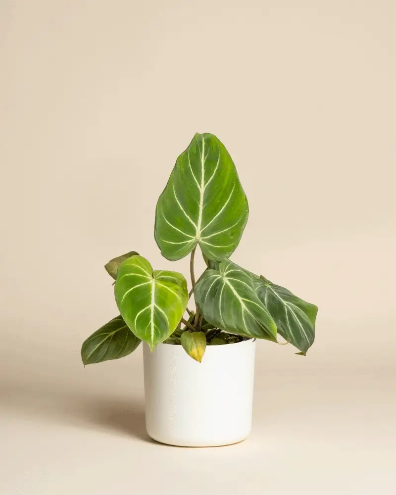 Philodendron gloriosum • feey - Image 7