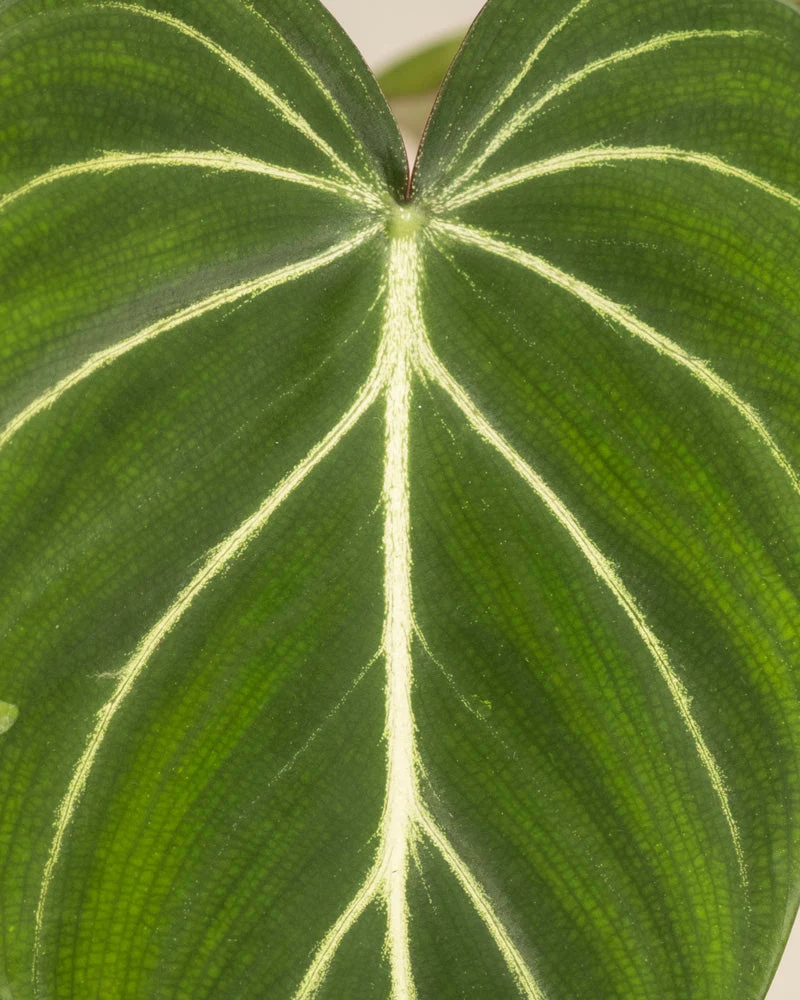 Philodendron gloriosum • feey - Image 9