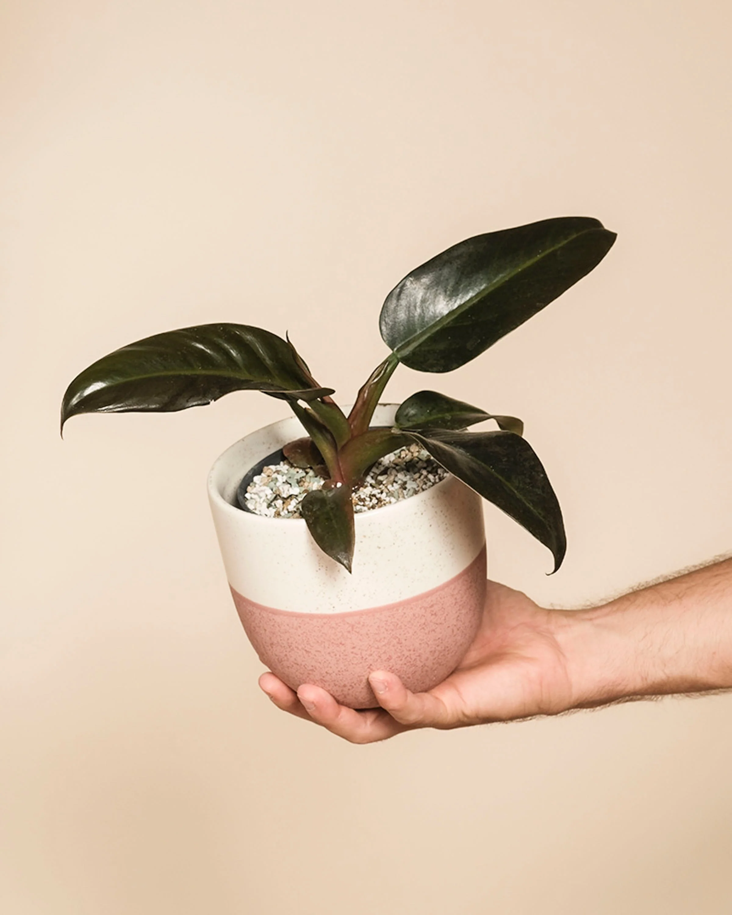 Philodendron 'Imperial Red' • feey