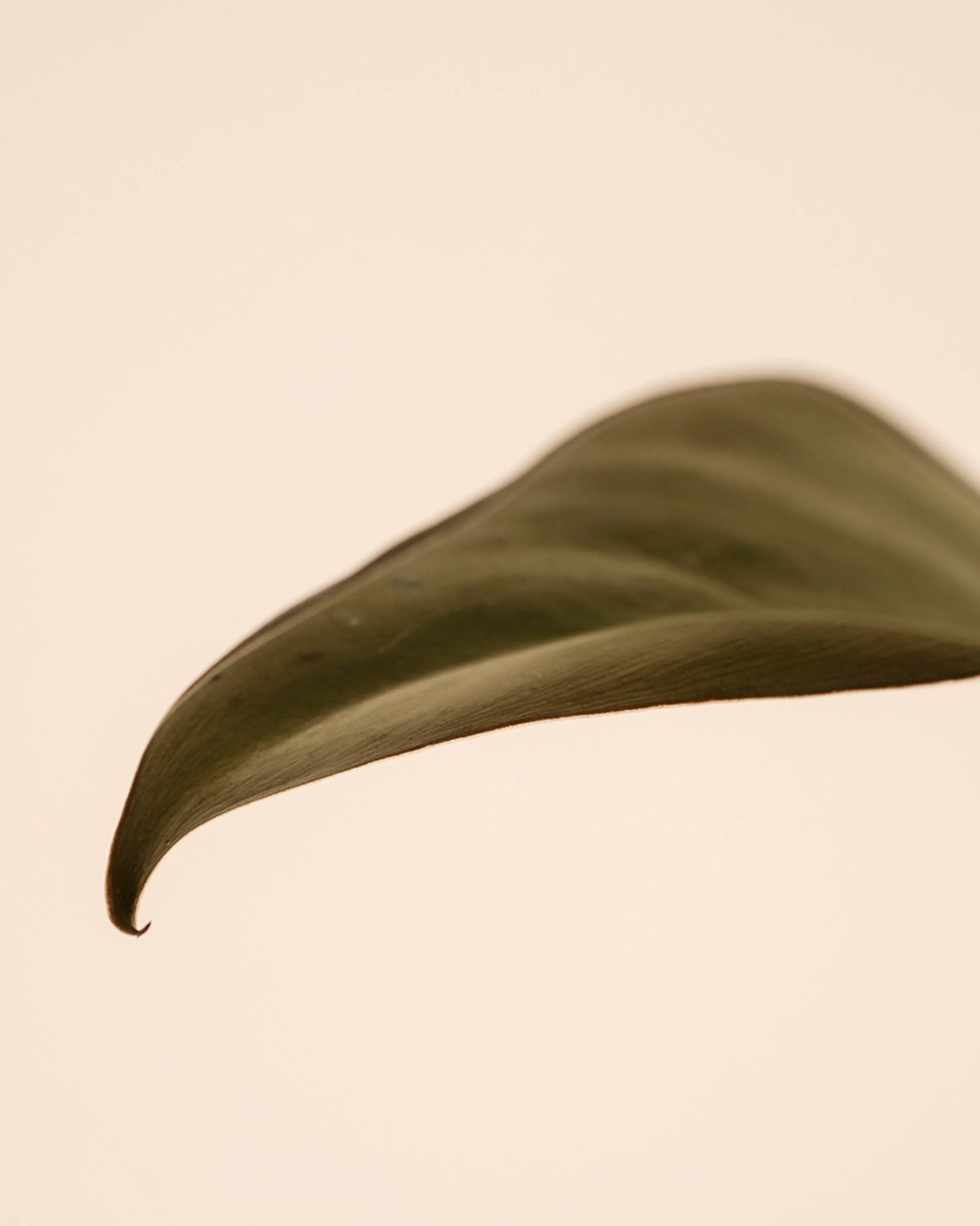 Philodendron 'Imperial Red' • feey - Image 11