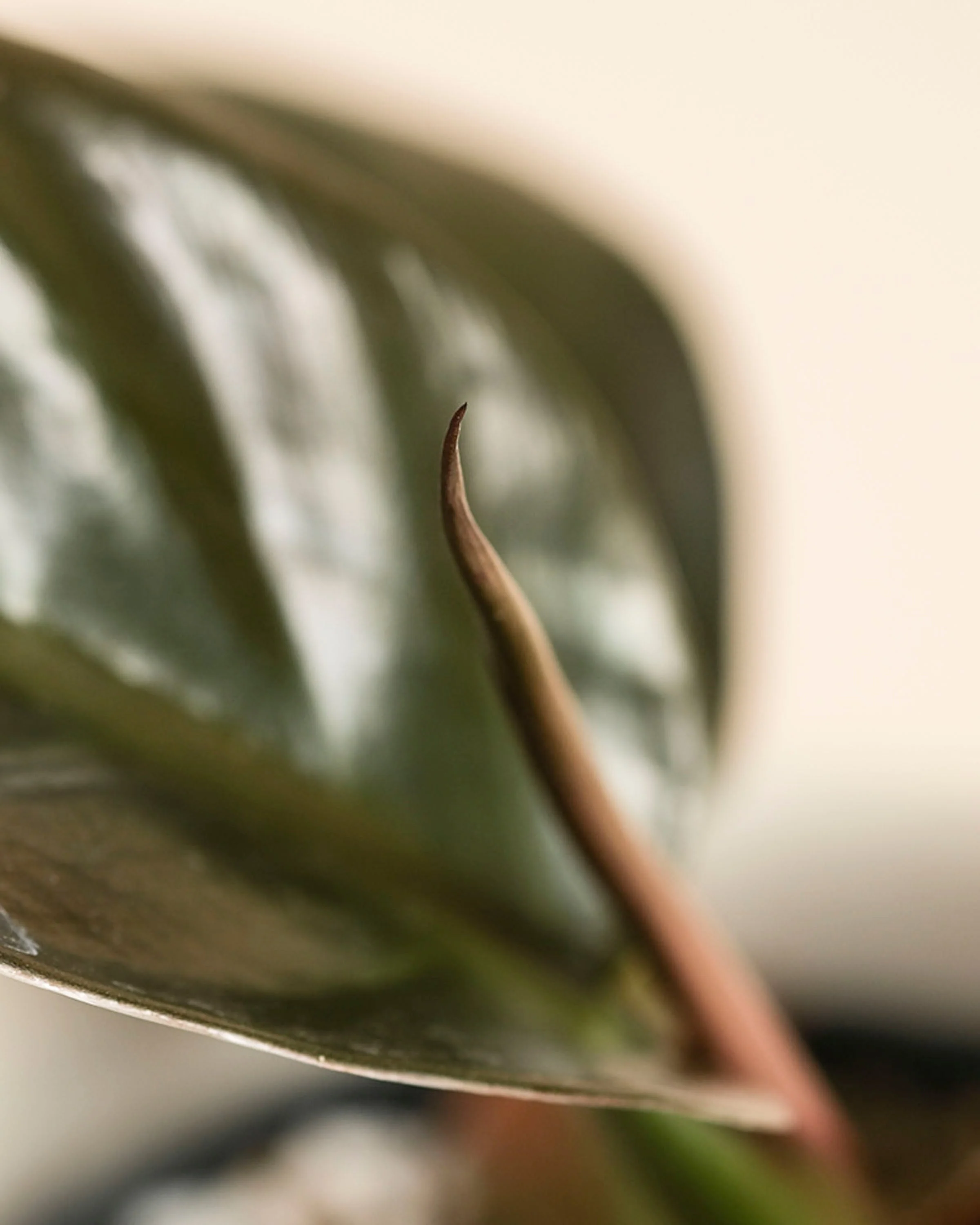 Philodendron 'Imperial Red' • feey - Image 12