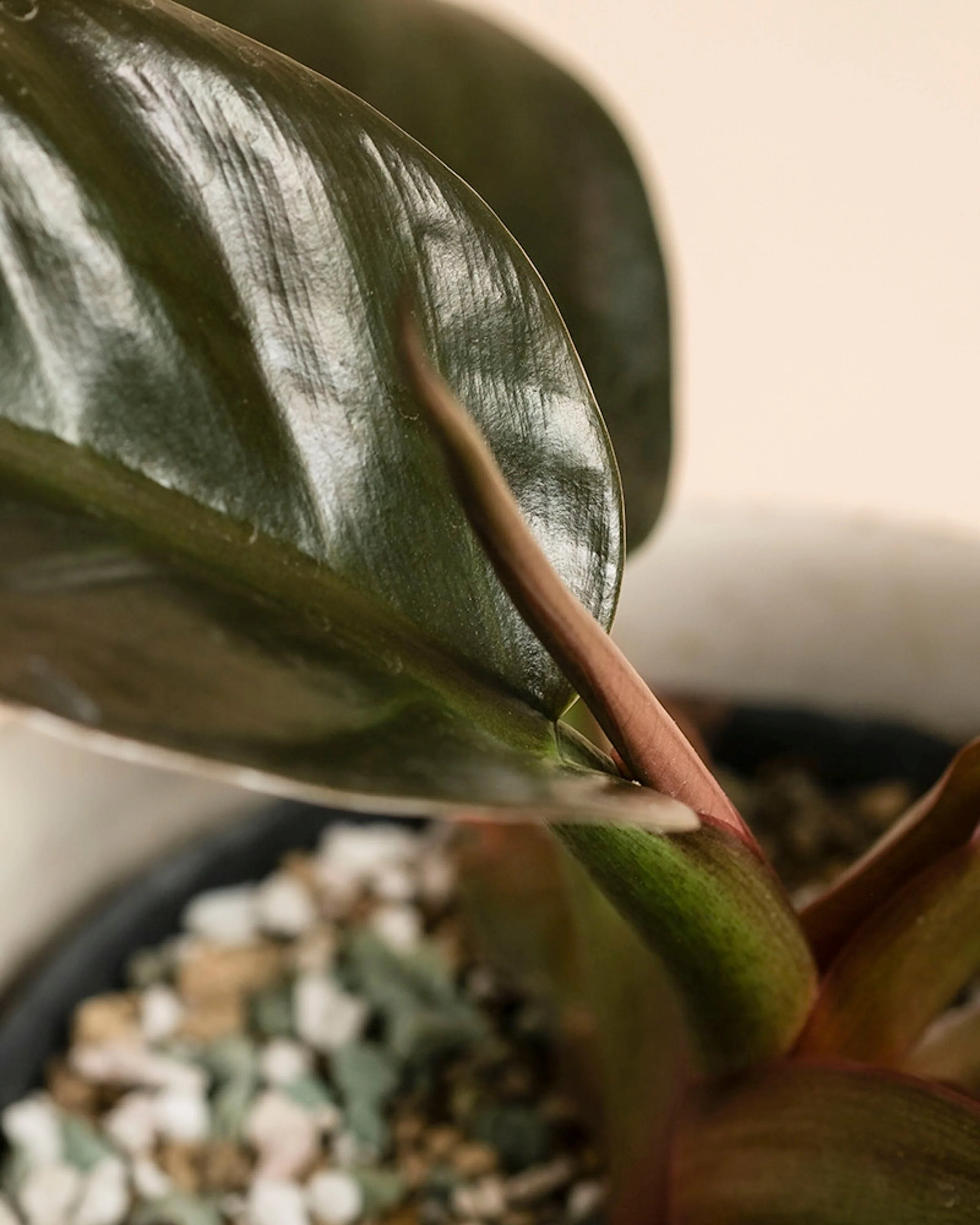 Philodendron 'Imperial Red' • feey - Image 2