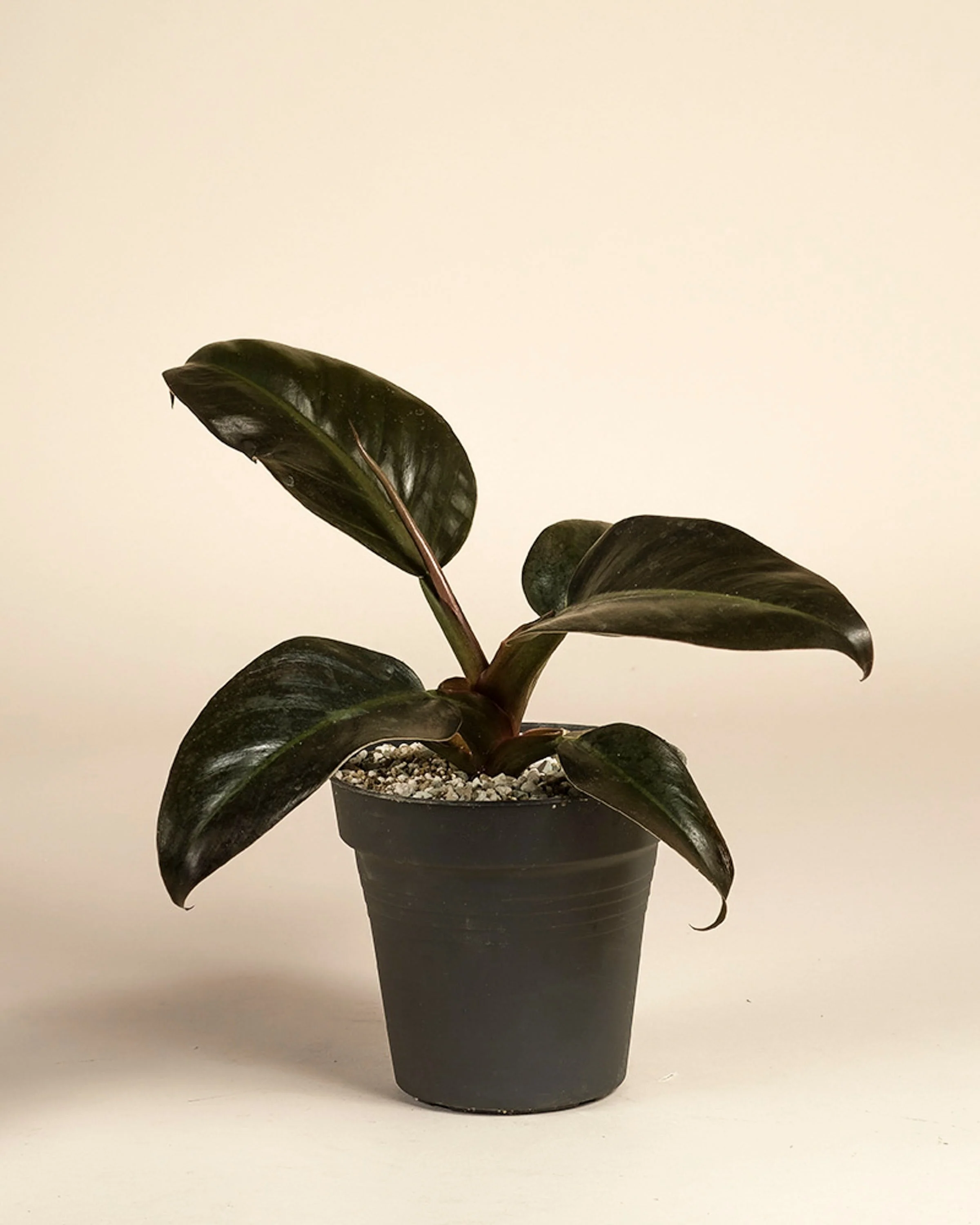 Philodendron 'Imperial Red' • feey - Image 3