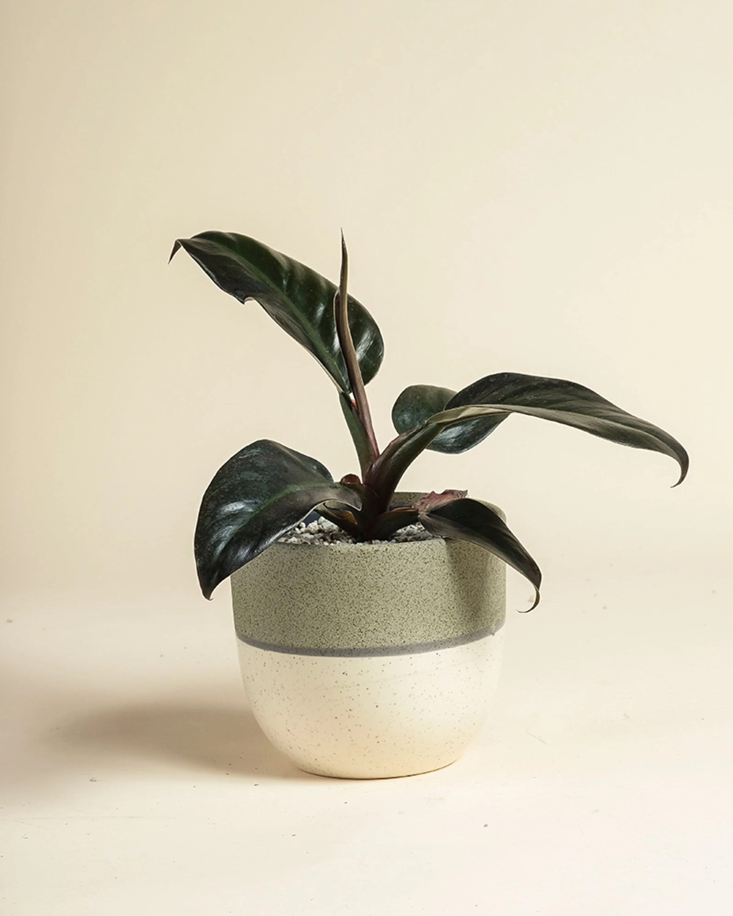 Philodendron 'Imperial Red' • feey - Image 6