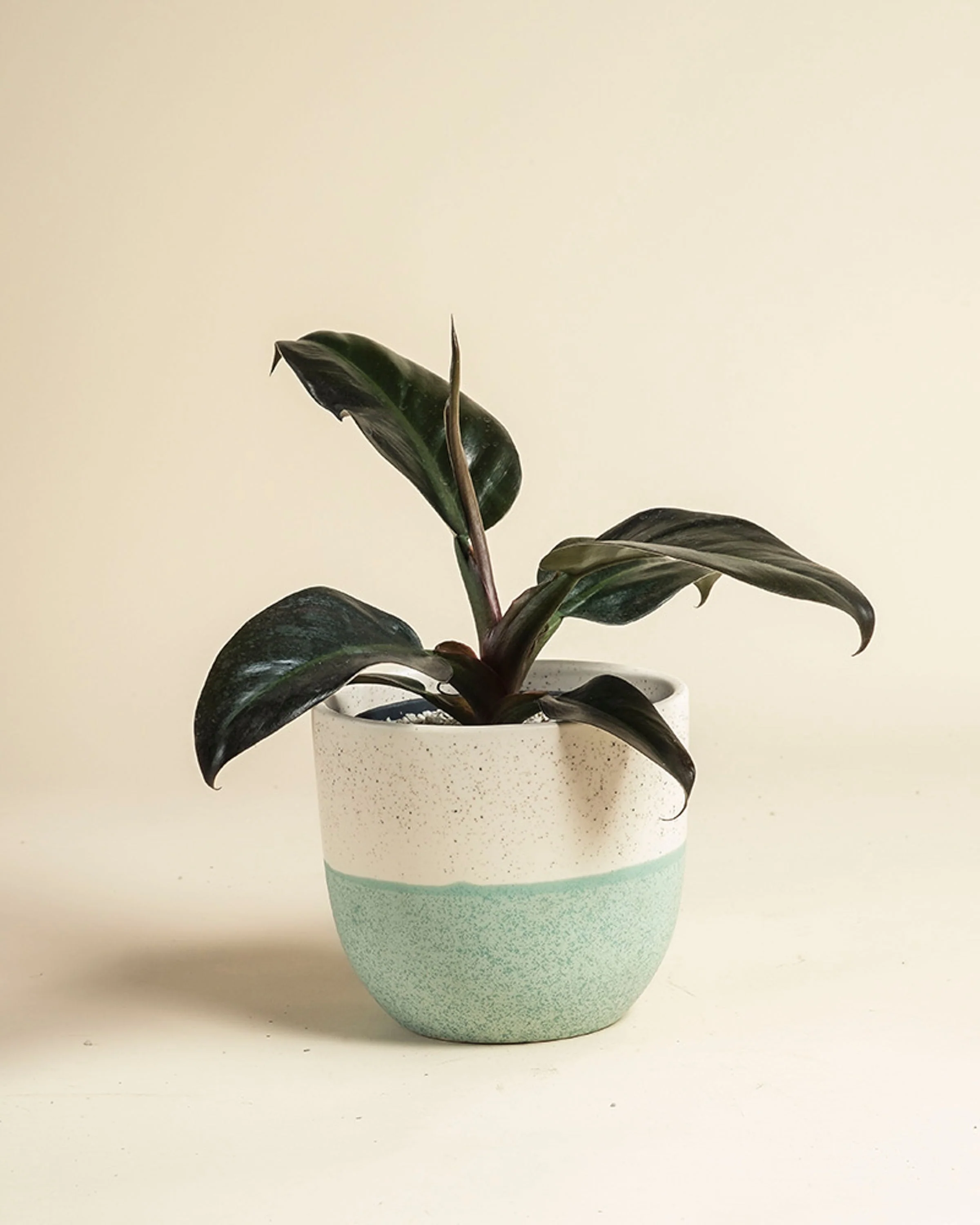 Philodendron 'Imperial Red' • feey - Image 7