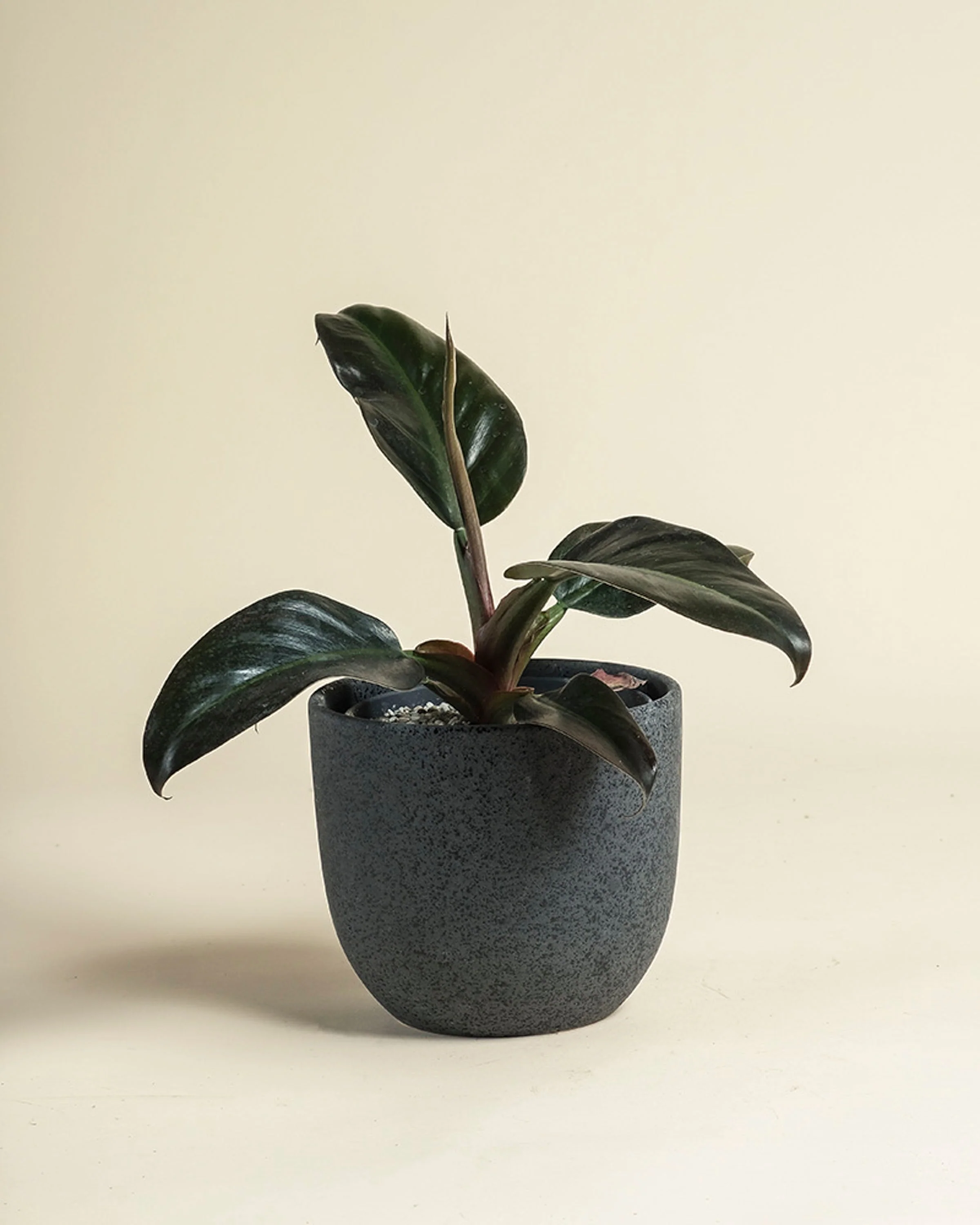 Philodendron 'Imperial Red' • feey - Image 8